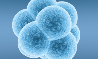 Sperm, Yumurta ve Embriyo Dondurma